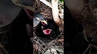 Common myna Birds try to feed their babies until they are tiredbird birds  baby birdphotography [upl. by Gallard705]