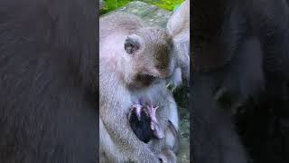 Monkey Mama DeeDee A Heartwarming New Beginning [upl. by Ainolloppa]