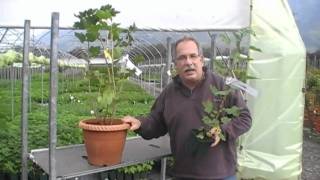 How to cultivate currants in a pot [upl. by Creath]