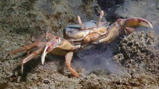 What Do Crabs Need To Live [upl. by Ferdinanda]