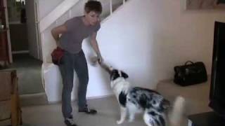 Dog Training Tip  Tugging with your dog [upl. by Endor190]