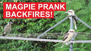 Magpie Prank Backfires Laughing Kookaburra Gets the Last Laugh [upl. by Aikym21]