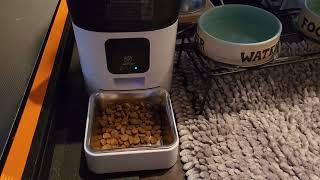 Raiden got a gift PAPIFEED Automatic Dog Feeder Review [upl. by Nimajeb]