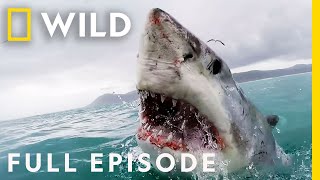 Shark Attack California Coast Carnage Full Episode  When Sharks Attack [upl. by Trudnak]