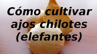 Cómo cultivar ajo chilote elefante [upl. by Droffilc]