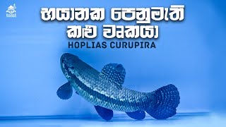 Hoplias Curupira  Black Wolf  Sinhala [upl. by Darbie]