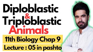 Diploblastic and Triploblastic Organization  11 biology chapter 9 in pashto  Lecture 05 [upl. by Neraa35]