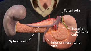 Pancreas anatomy [upl. by Luisa]