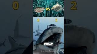 Tiger Shark vs Great White Shark Ultimate Ocean Predator Showdown shorts [upl. by Ymia]