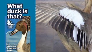 How to ID Waterfowl  Duck Wings [upl. by Milewski]