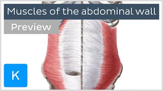 Muscles of the abdominal wall preview  Human Anatomy  Kenhub [upl. by Boris]