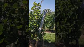 Furmint variety  Higher yield sugar and immunity of the vine 🥂🍇 to fungal diseases with ekofertile [upl. by Olihs]