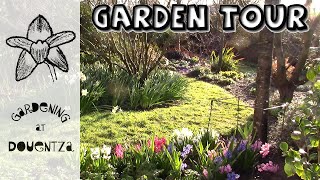 Last Garden Tour of March  new miniature cherry tree divided grasses amp doubleheaded hyacinth [upl. by Kriss]