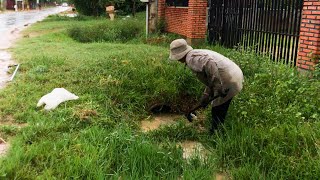 Removal PlantsRubbish Growing In Culvert Drain Unclogging [upl. by Burchett]