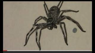 Huntsman Spider Walking on the wall [upl. by Hanikahs]