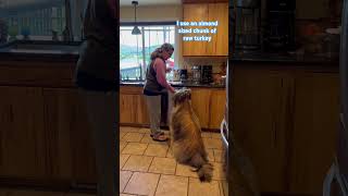 Wicket the Briard  Medicine Hack briard fluffydog healthytreat tricks polishlowlandsheepdog [upl. by Rihsab]