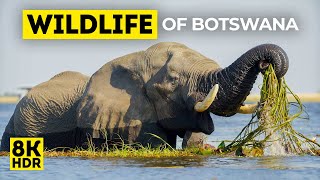 Safari in Botswana 8K  Wild Animals amp Birds of Chobe National Park in Africa  Nature Sounds [upl. by Graubert]