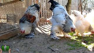 chicken breed Young Brahma BsoLightBlue light6 65  7 months old  AGROKOTAGR [upl. by Jordan990]