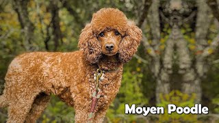 7 Questions About Moyen Poodle  Barbone Caniche French Poodle Chien Canne etc [upl. by Octave]