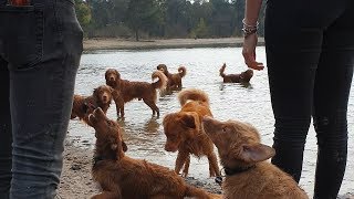 Toller group walk with 26 Tollers in the Netherlands [upl. by Alithia]