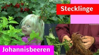 Johannisbeeren Stecklinge Steckholz im Sommer selber machen [upl. by Nyssa]