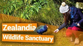 🐦 Zealandia Wildlife Sanctuary in Wellington  New Zealands Biggest Gap Year [upl. by Elleirbag]