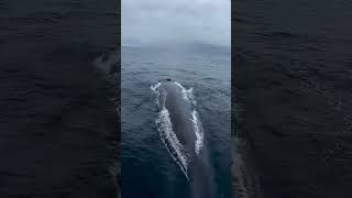 Whale breathing🐳shorts trending viralvideo youtubeshorts [upl. by Valle450]