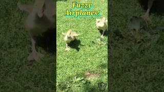 Adorable Fluffy Goslings Running Around The Yard goslings goose shorts [upl. by Orit]