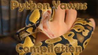 Ball Python Snake Yawn Compilation [upl. by Federica]