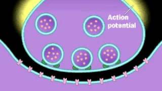 Synapse  Neurotransmitter  Presynaptic neuron  Postsynaptic Neuron  Action Potential [upl. by Merideth]