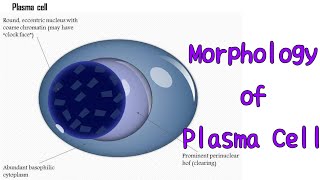 Plasma cell morphology hematology pathology pathologylab [upl. by Aratak827]