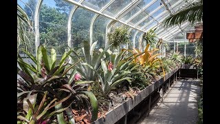 Bromeliad amp Tillandsia Tips TPIE—Part 2 — Plant One On Me — Ep 056 [upl. by Kneeland754]