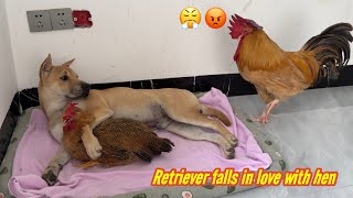 The rooster suspects that the dog and hen are having an affairThe rooster is very angryso funny [upl. by Kingsly266]