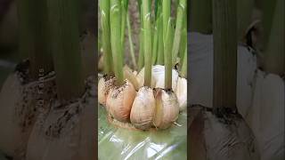 How to Grow Garlic at Home Using Plastic Bottles plants shorts farming [upl. by Syd498]