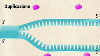 Come avviene la duplicazione del DNA tratto da Scopriamo la biologia [upl. by Lyns901]