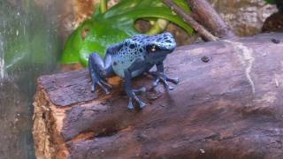 Dendrobates Tinctorious Azureus Poison Dart Frog Calling Typical breeding behavior  Courting [upl. by Niwhsa]