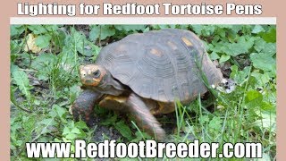 Lighting for Your Indoor Redfoot Tortoise Pen [upl. by Ackerley]