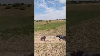 Bison protects its cub and intercepts a lion This action is amazing Animals compete in combat [upl. by Otit]