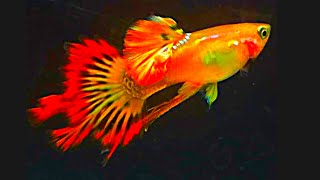 🏅15 EXOTIC quotShow Quality 🎖🏅quot Beautiful Expensive Guppy🔥Part3Daily Guppy VideosFish Keeping Tips [upl. by Danziger]