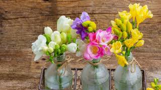 How to Grow Freesia [upl. by Markos987]