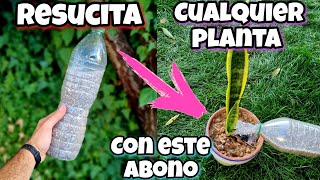 REVIVE cualquier PLANTA con este ABONO CASERO  Curar plantas ENFERMAS o SECAS  Huerto urbano [upl. by Nixon]