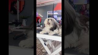 Una perrita que muerde😱😱peluqueríacanina perros mascotas perrita canina shitzu dog pets [upl. by Enileuqkcaj]