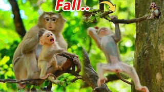 its real teaches newborn monkey that is a normal for mother monkey to take care and love her baby [upl. by Willard]