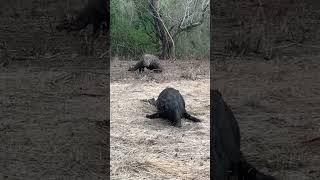 Wow the initial process of Komodo dragons eating wild boar‼️‼️😱😱😱🐗🐗🐗 [upl. by Cherrita]