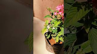 Pentas flower Plant  🌿 how to grow Pentas lanceolata Plant  गार्डन की देखभाल [upl. by Giorgio]