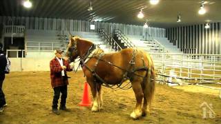 Jacques Bournival enseigne le débusquage avec les chevaux [upl. by Marva238]