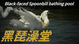 黑琵澡堂4KBlackfaced Spoonbill bathing pool [upl. by Sitruc]