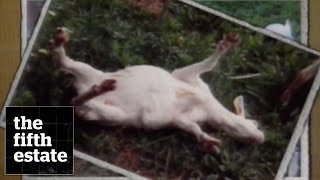 Fainting Goats 1991​  the fifth estate [upl. by Anitra]