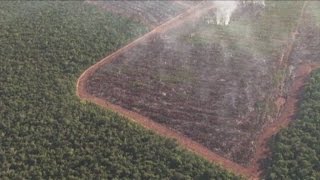 Amazzonia deforestazione senza limite 2000 alberi al minuto [upl. by Neibaf]