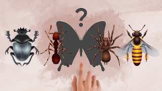 🐞 Insects puzzle [upl. by Jovitta398]